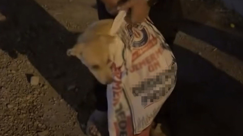 Köpeği çuvala koyup götürmek istedi, hayvansever kadın müdahale etti - Resim : 1