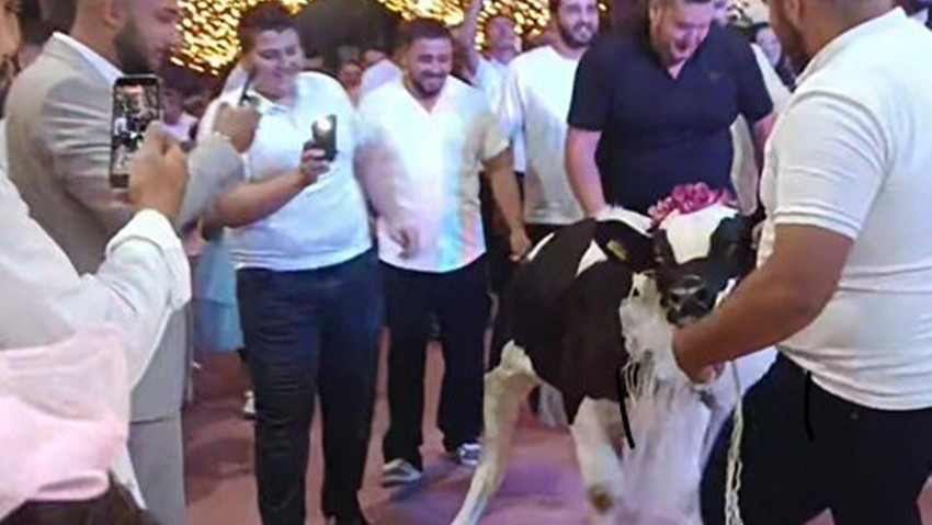 Düğünde gören dönüp bir daha baktı: Damada dana hediye ettiler! - Resim : 2