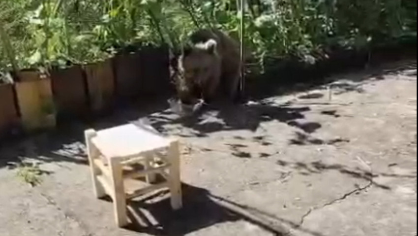 Kapıya kadar geldi! Ev sahibinin sözleri gülümsetti - Resim : 3