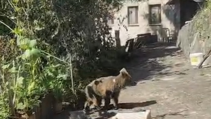 Kapıya kadar geldi! Ev sahibinin sözleri gülümsetti - Resim : 2