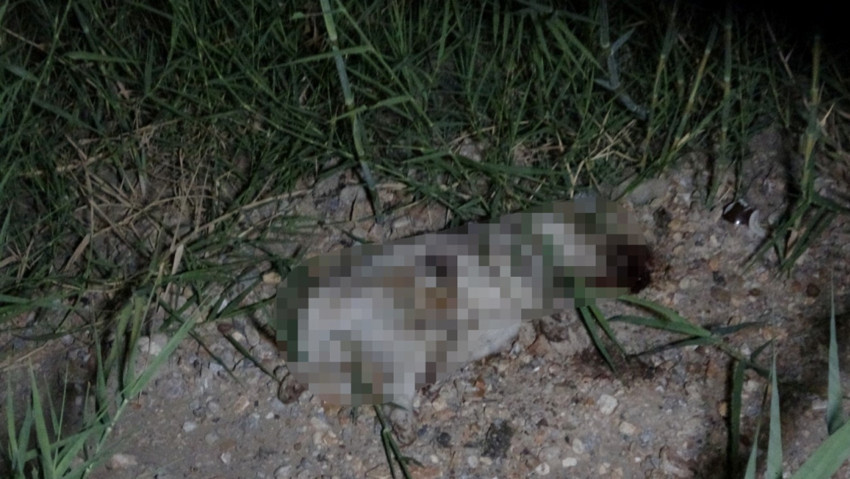 Yavru köpeği canice katletmişti! Cani turist sınır dışı edildi - Resim : 2