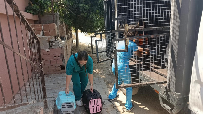 Mersin'de akılalmaz olay! Kapıyı açtılar şoke oldular: Evden onlarca kedi çıktı - Resim : 4