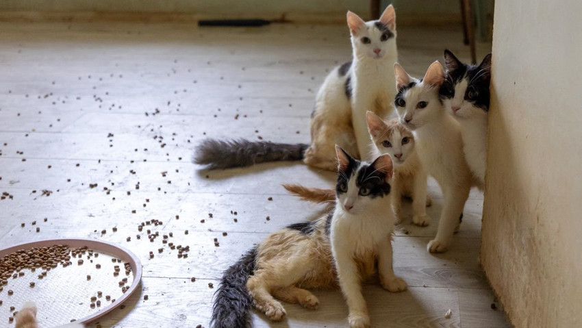Mersin'de akılalmaz olay! Kapıyı açtılar şoke oldular: Evden onlarca kedi çıktı - Resim : 2