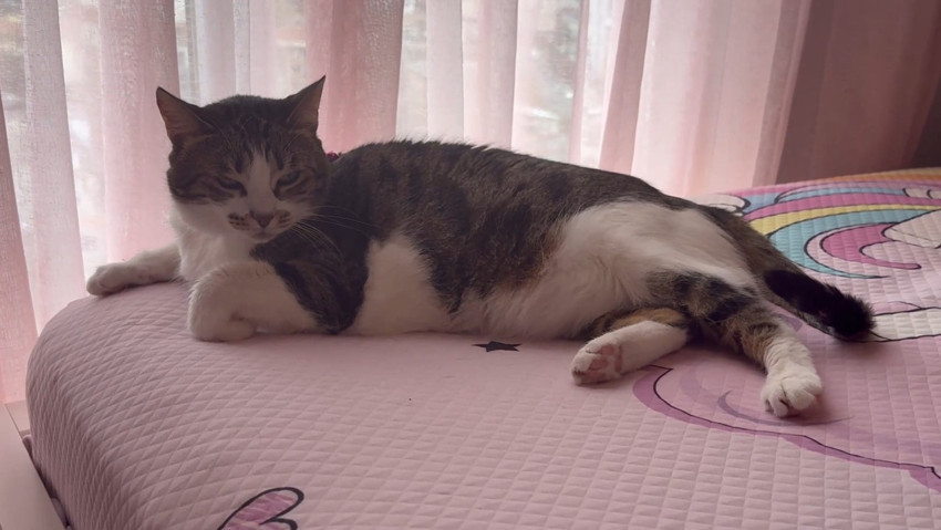 Hırsızların oyununu ‘Mucize’ kedi bozdu! 45 dakika boyunca pati atarak direndi: O anlar kamerada… - Resim : 3