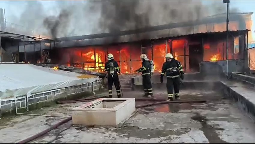 Diyarbakır'da güvercin dolu otele gelen sahipleri o manzarayı görünce dehşete düştü. 300 güvercin kömür gibi kapkara olarak öldü - Resim : 1