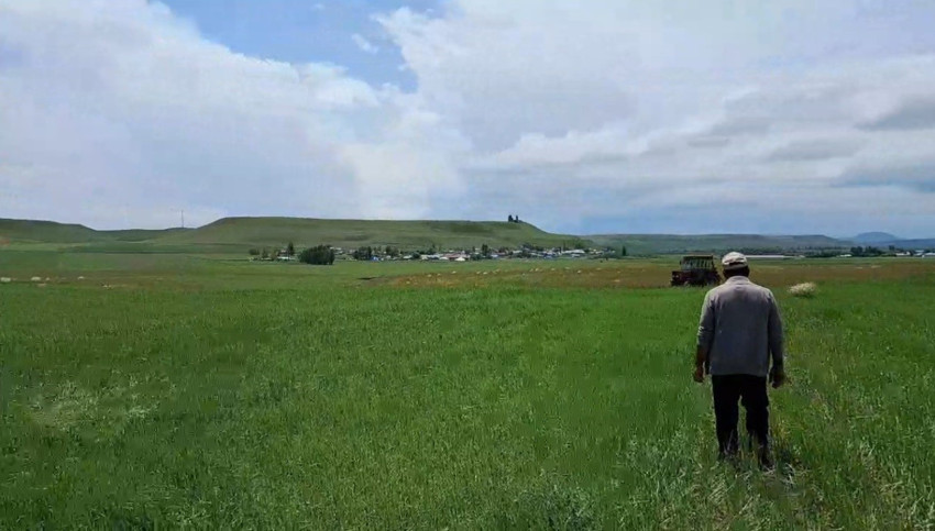 Kars’ta dolu arpa tarlalarını vurdu. Çiftçiler destek beklediklerini belirtti - Resim : 1