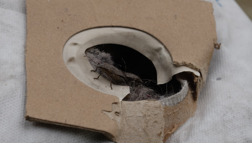 Prof. Dr. Özlü'den korkutan 'kahverengi kokarca' uyarısı: "Zarar verebilir" - Resim : 4