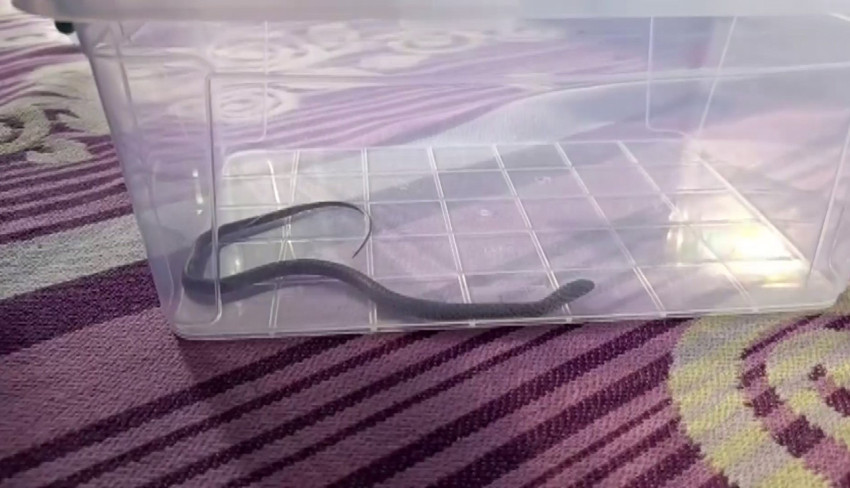 Diyarbakır'da şoke eden olay! ‘Oğlumun yatağının altında gördüm, buraya nasıl gelebilir?’ - Resim : 1