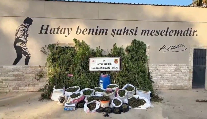 Uyuşturucu tarlasında bin 876 kök kenevir! 3 kişi tutuklandı - Resim : 2