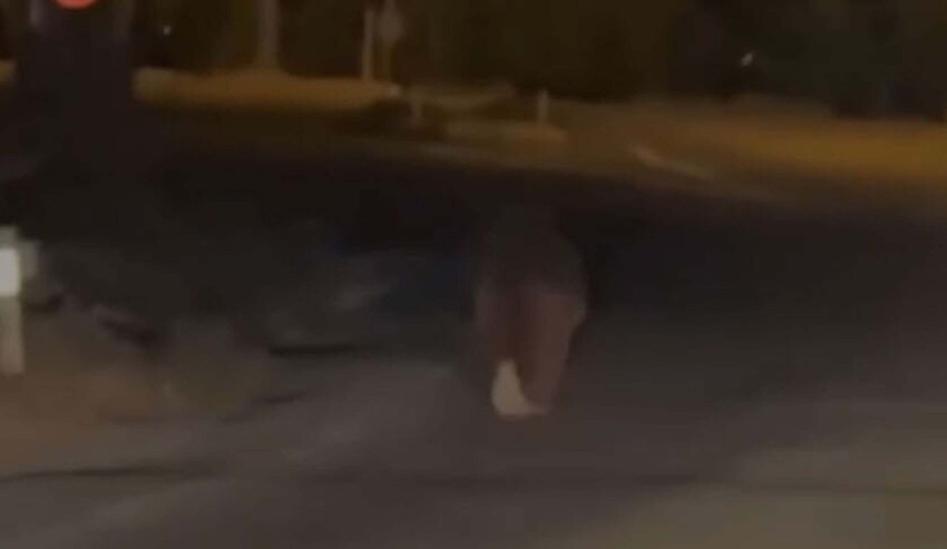 Evinin balkonunda uyurken ayı saldırdı! Balkondan alıp 20 metre boyunca... Acı haber geldi - Resim : 1