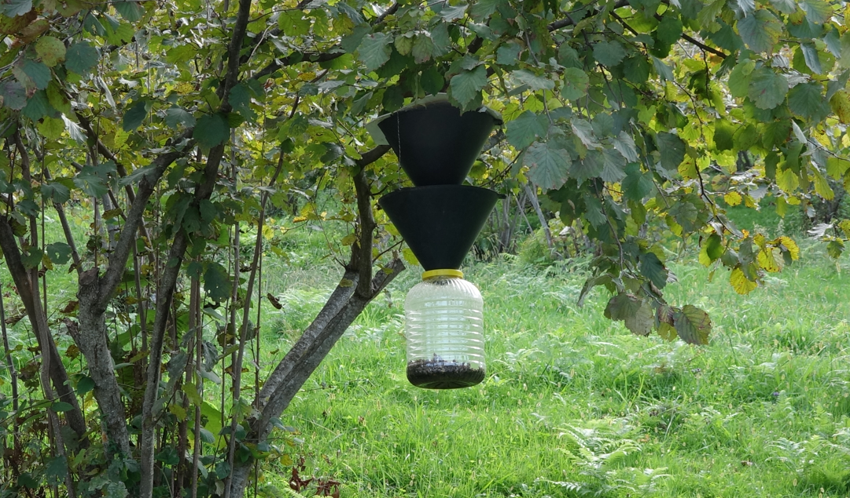 Prof. Dr. Özlü'den korkutan 'kahverengi kokarca' uyarısı: "Zarar verebilir" - Resim : 3