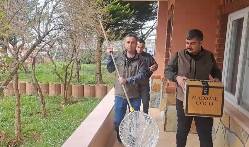 Yalova'da evin bahçesinde yaralı halde bulundu. Yetkililer tedavi altına alınması için harekete geçti - Resim : 1