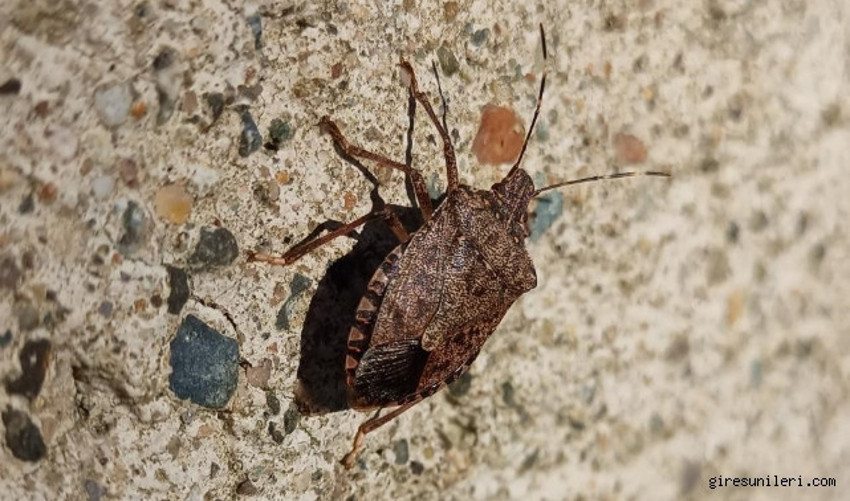 O bölgede alarm verildi! Kahverengi kokarca evleri istila etti: Uzmanlar vatandaşları uyardı - Resim : 1