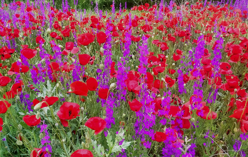 Hisarcık’ta baharın renkleri görenleri büyülüyor. Gelincik ve mor otlarla kartpostallık görüntüler sunuyor - Resim : 1