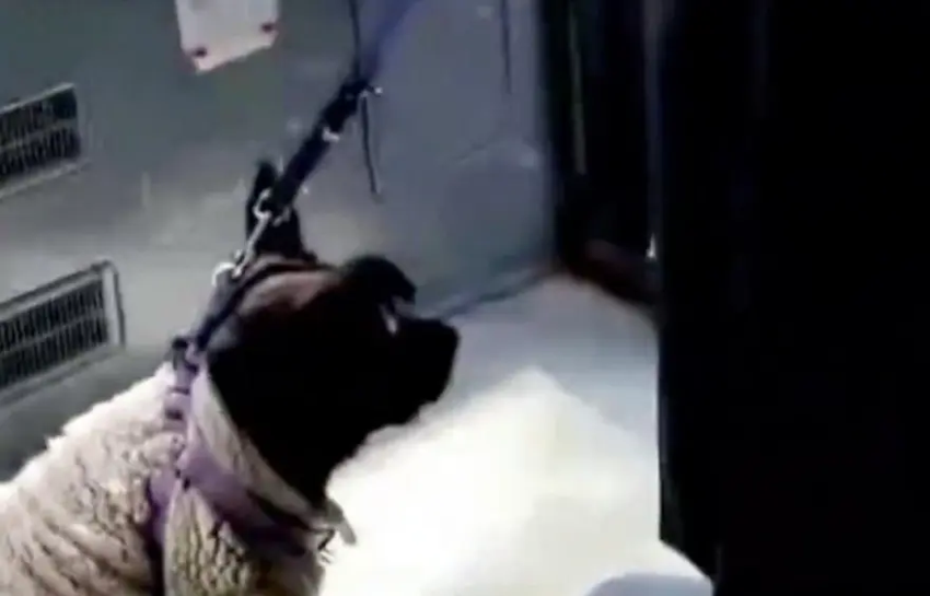 "Seni öldüreceğim" diyerek yolcuyu tehdit etmişti! Sosyal medyadaki o görüntülere soruşturma - Resim : 2