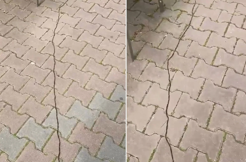 Dokunması bile tehlikeli! Çam kese tırtılı İstanbul'da görüldü - Resim : 1