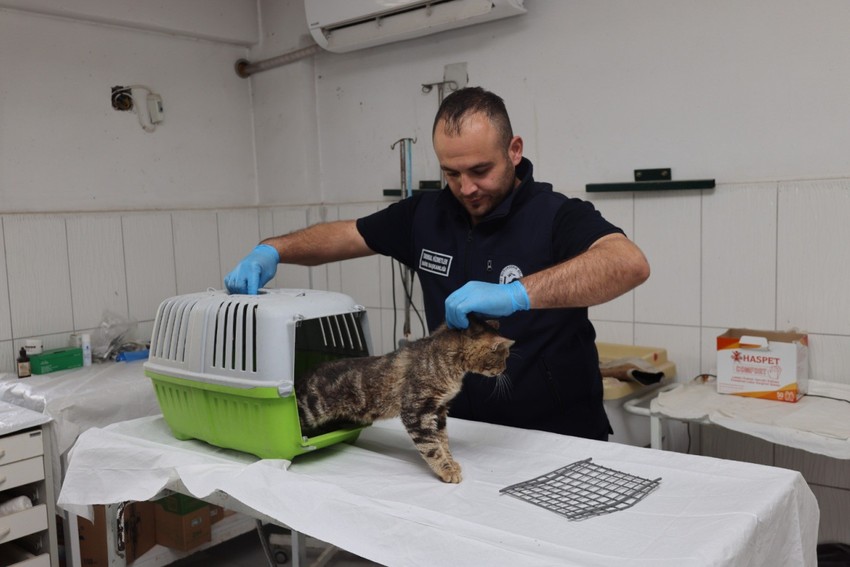 Hatay'da sosyal medyada üzerinden paylaşılan hayvan için ekipler harekete geçti - Resim : 1