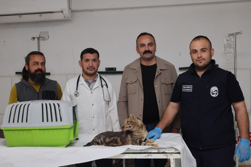 Hatay'da sosyal medyada üzerinden paylaşılan hayvan için ekipler harekete geçti - Resim : 2