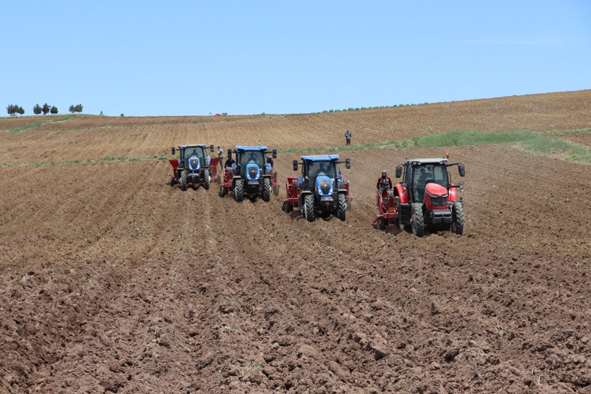 Sivas’ta toprağa ekilmeye başlandılar. Toplandıklarında Türkiye'nin her yerine dağılacaklar - Resim : 1