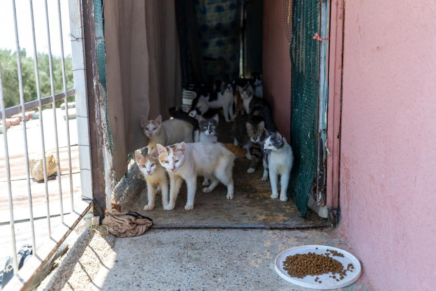Mersin'de akılalmaz olay! Kapıyı açtılar şoke oldular: Evden onlarca kedi çıktı - Resim : 1