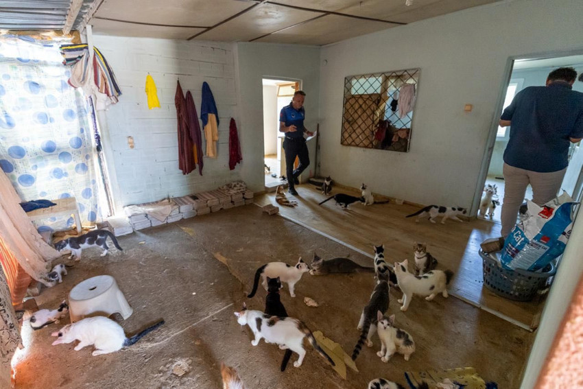 Mersin'de akılalmaz olay! Kapıyı açtılar şoke oldular: Evden onlarca kedi çıktı - Resim : 3