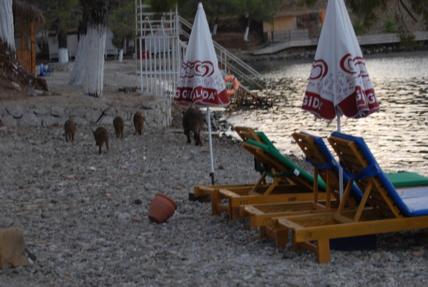 Muğla'nın o ilçesinde ormanlık alandan çıkıp geldiler. Plajdaki şezlongların arasına kadar geldiler. Tatilciler büyük şaşkınlık yaşadı - Resim : 2