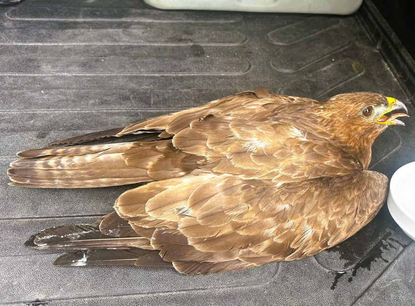 Ardahan’da yaralı yavru kartal tedavi altına alındı - Resim : 1