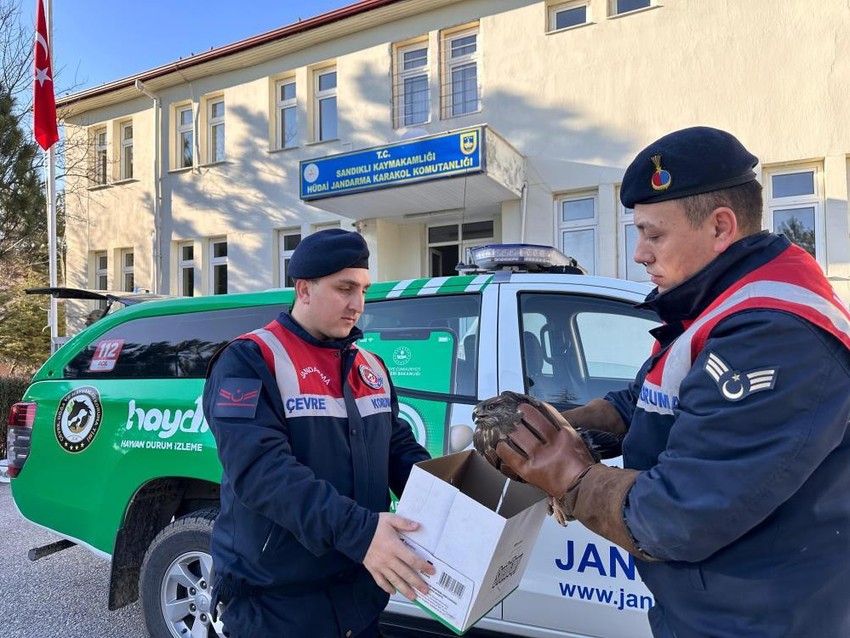 Jandarma ekipleri doğanın vahşi yırtıcısını çok kötü bir halde buldu. Yaptıkları hareket yürekleri ısıttı - Resim : 1