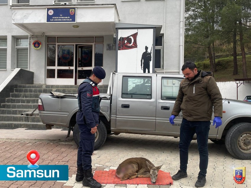 Samsun’da jandarma ekipleri devriye gezdiği sırada o hayvana rastladı. Detayı görünce ekip otosundan indiler - Resim : 1