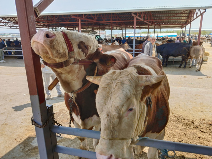 Kırşehir Canlı Hayvan Pazarı’nda 1 ton 25 kiloluk kurbanlık boğa 230 bin TL’ye alıcı buldu - Resim : 1