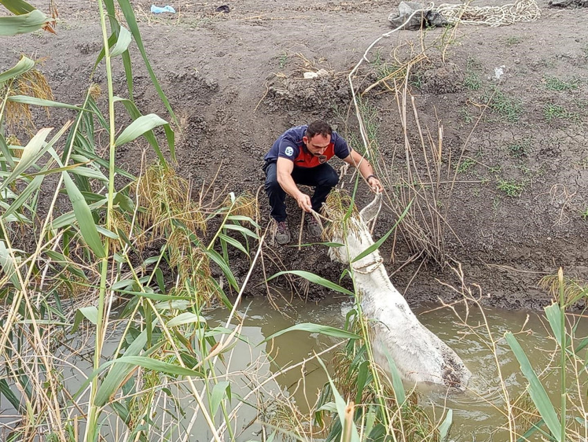 Hatay’da sulama kanalında can çekişen hayvan için itfaiye seferber oldu! Çıkarılana kadar nefesler tutuldu - Resim : 1