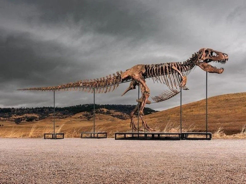 T.rex fosili dudak uçuklatan fiyata satıldı - Resim : 1