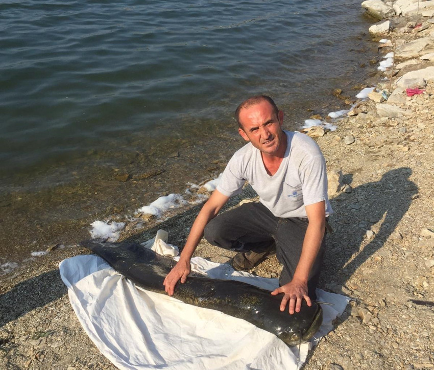 Manisa'da amatör balıkçının tuttuğu 1 metre 70 santimlik hayvan hayrete düşürdü. Oltayı güçlükle kıyıya çekebildi - Resim : 1
