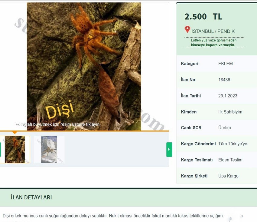 İnternet sitesinde tarantula satışı! Tane fiyatını duyan inanamıyor! İlan açıklamaları daha ilginç - Resim : 2