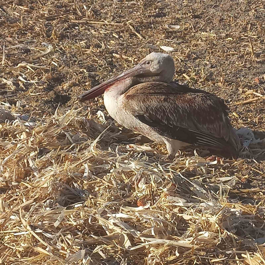 Konya’da göç yolunda yaralı halde bulundu! Duyarlı vatandaşlar ve ekipler seferber oldu - Resim : 1