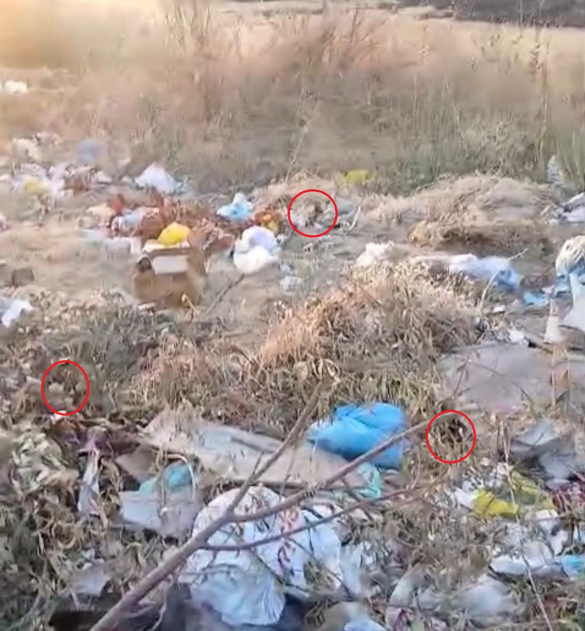 Diyarbakır'da boş arazide istenmeyen manzara! Çöpte adeta dans ettiler - Resim : 1