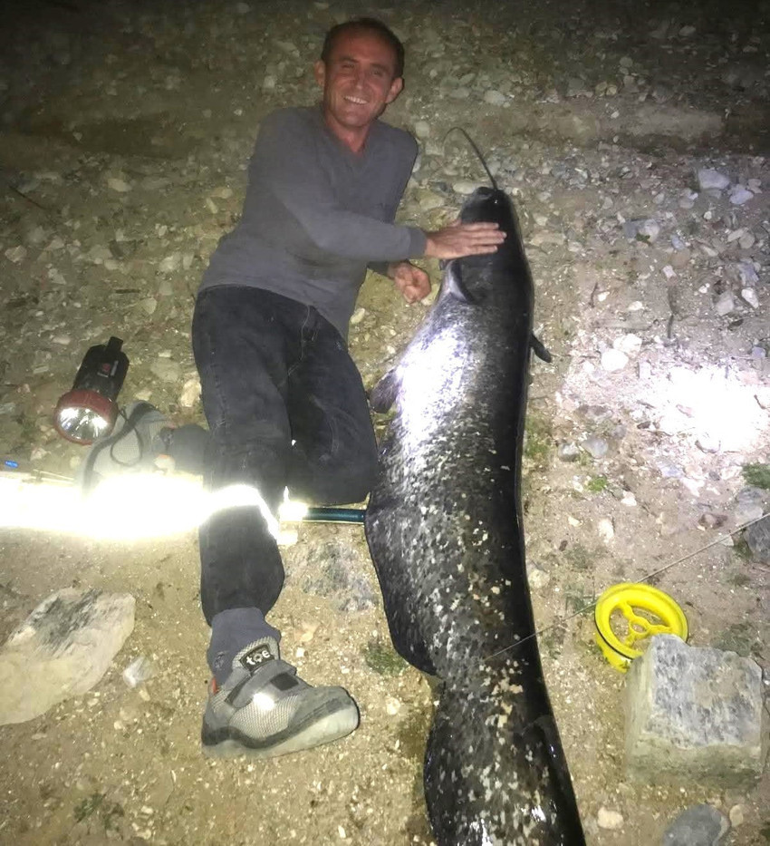 Manisa'da amatör balıkçının tuttuğu 1 metre 70 santimlik hayvan hayrete düşürdü. Oltayı güçlükle kıyıya çekebildi - Resim : 2