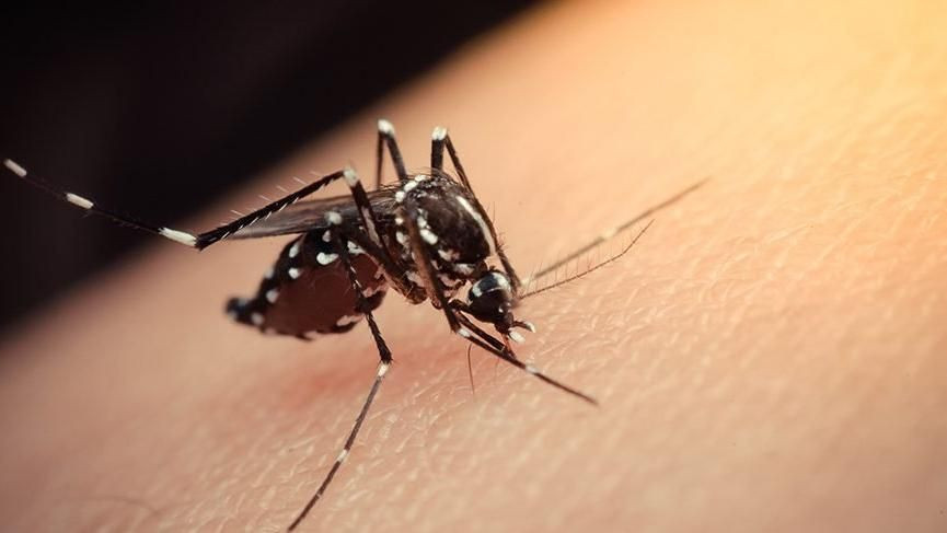 Zika virüsü bulaştıran Aedes sivrisineği İstanbul'da görüldü! Zika virüsü bebek ölümlerine sebep oluyor! Aedes sivrisineği zararları neler? - Resim: 4