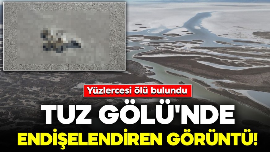 Tuz Gölü'nde endişelendiren görüntü! Yüzlerce flamingo ölü olarak bulundu
