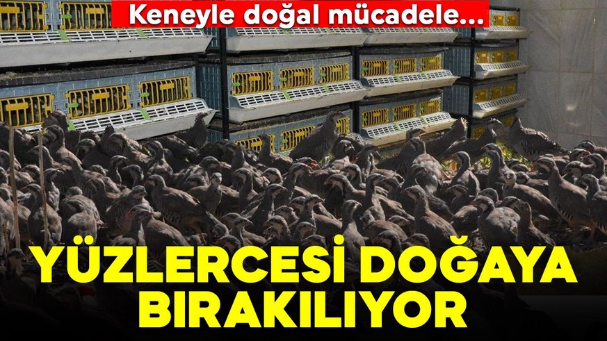 Kene ile doğal mücadele: Her yıl yüzlercesi doğaya bırakılıyor