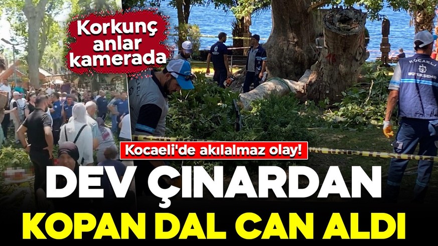 Kocaeli'de akılalmaz olay! Çınardan kopan dal can aldı: O anlar kamerada