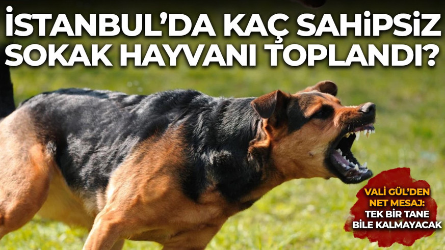 İstanbul'da kaç sahipsiz sokak hayvanı toplandı? Vali Gül'den çok net mesaj