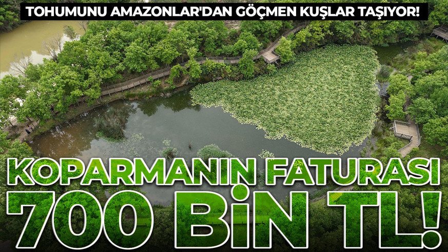 Tohumunu Amazonlar'dan göçmen kuşlar taşıyor! KOPARMANIN FATURASI 700 BİN TL!
