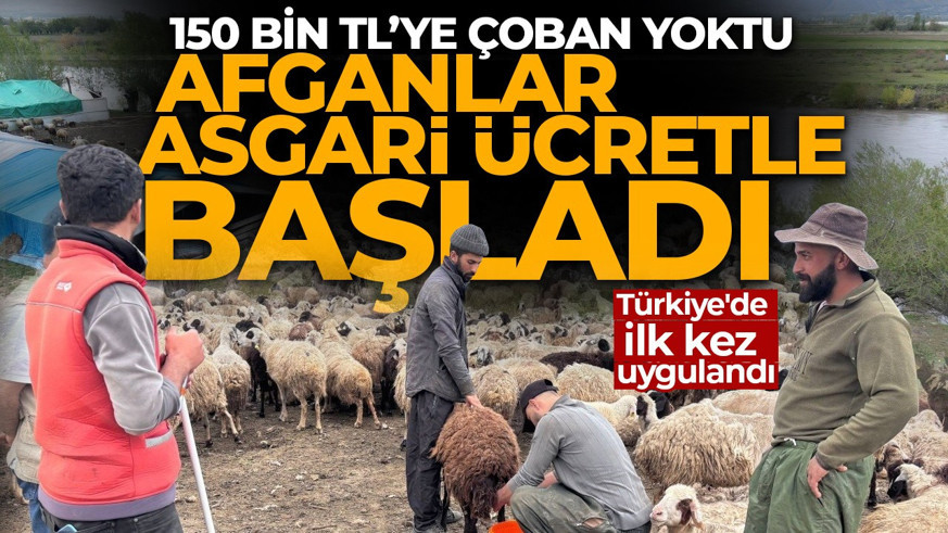 150 bin TL'ye çoban bulunamıyordu... Afganlar asgari ücretle işe başladılar