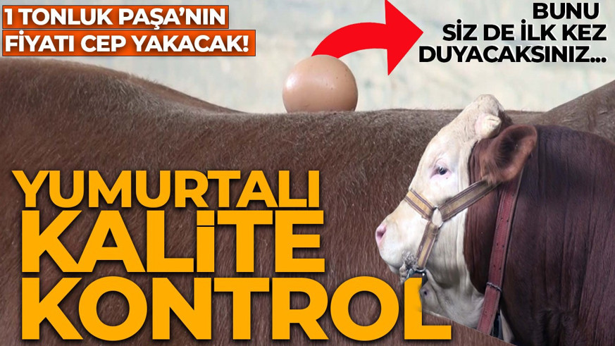 Kurban pazarı hareketlendi 1 tonluk Paşa'nın fiyatı cep yakacak! Yumurtalı kalite kontrol testi