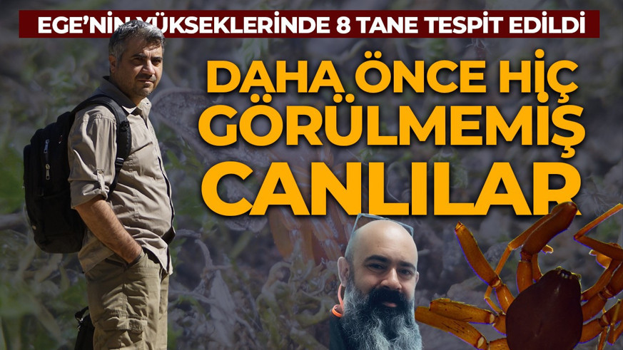 Ege'nin yükseklerinde tespit edildi! Tam 8 tane! Daha önce görülmemiş canlılar