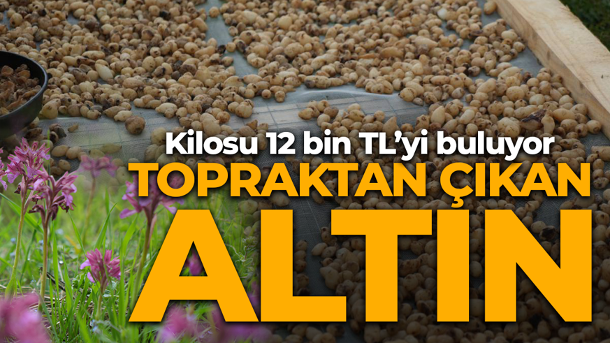 "Topraktan çıkan altın"ın hasadı başladı! Kilosu 12 bin TL'yi buluyor: Bu işte para var