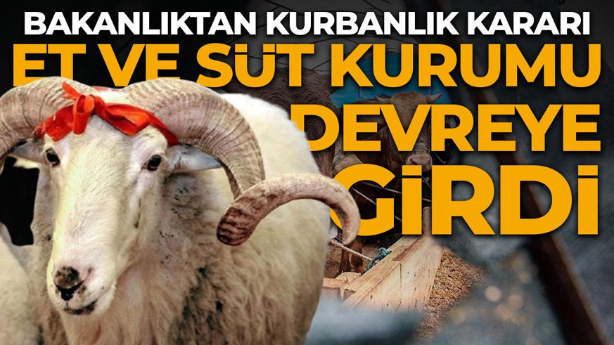 Bakanlıktan kurbanlık kararı: Et ve Süt Kurumu satın alacak