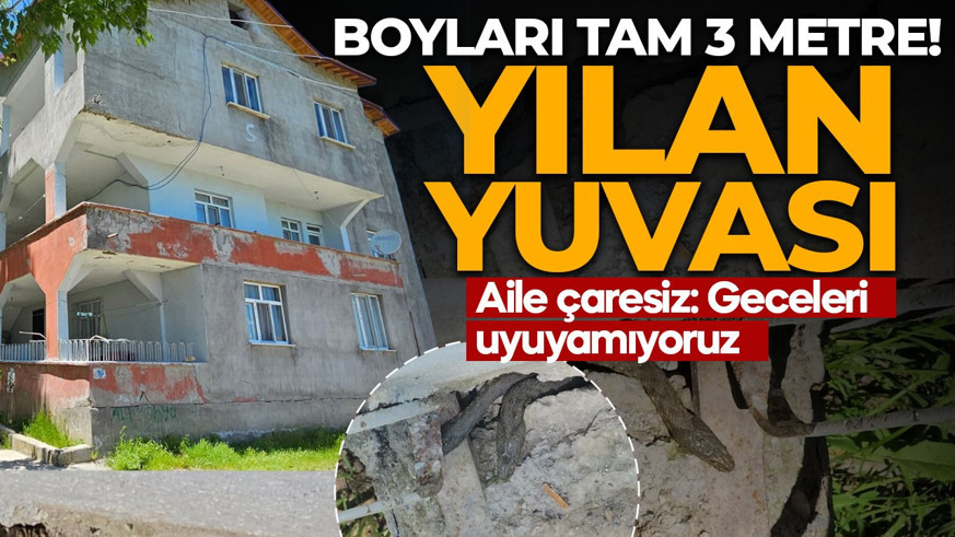 Evde değil yılan yuvasında yaşıyorlar! Boyları tam 3 metre! Aile çaresiz: Geceleri uyuyamıyoruz