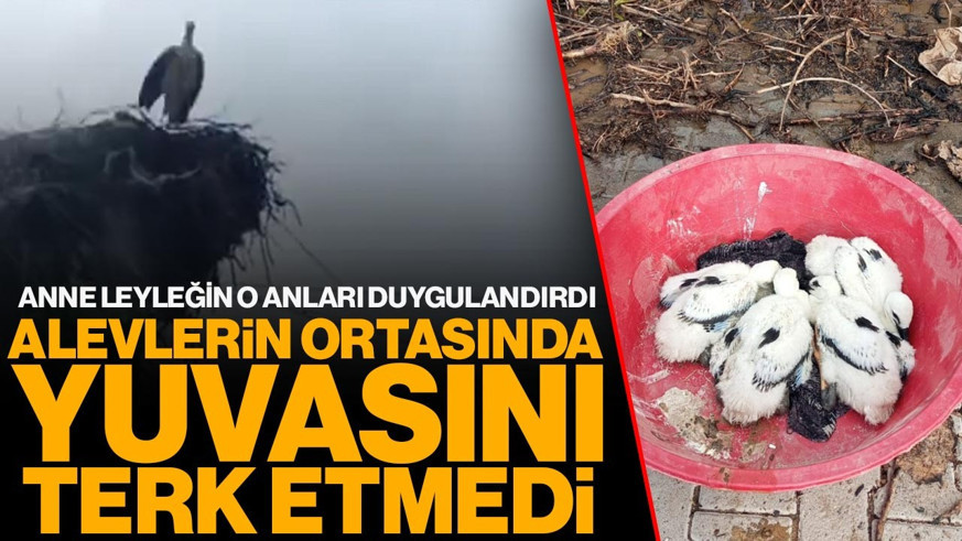Alevlerin ortasında yuvasını terk etmedi: Anne leyleğin o anları duygulandırdı